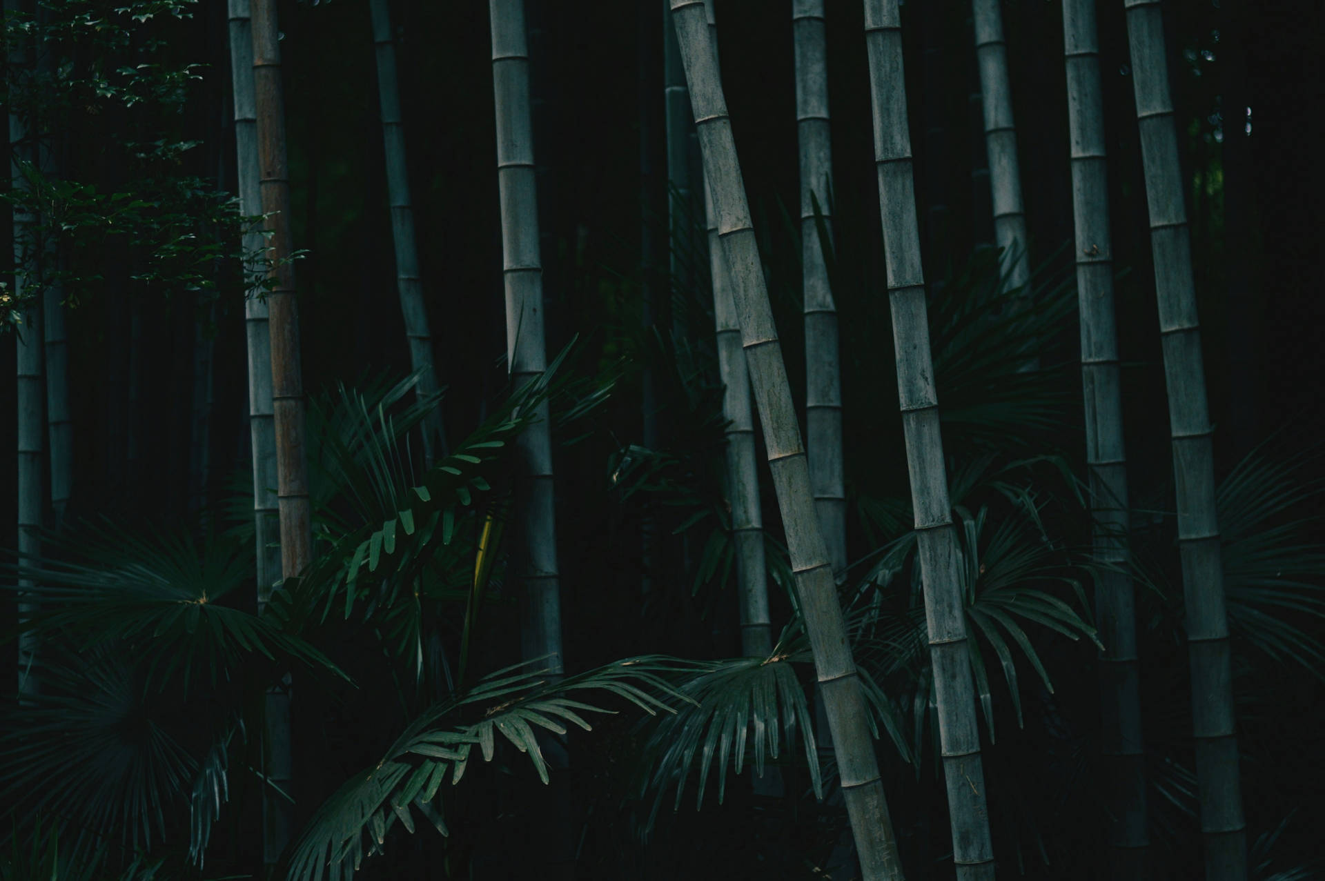 Mörkt,högt Bambu I 4k-upplösning Med Naturliga Motiv. Wallpaper