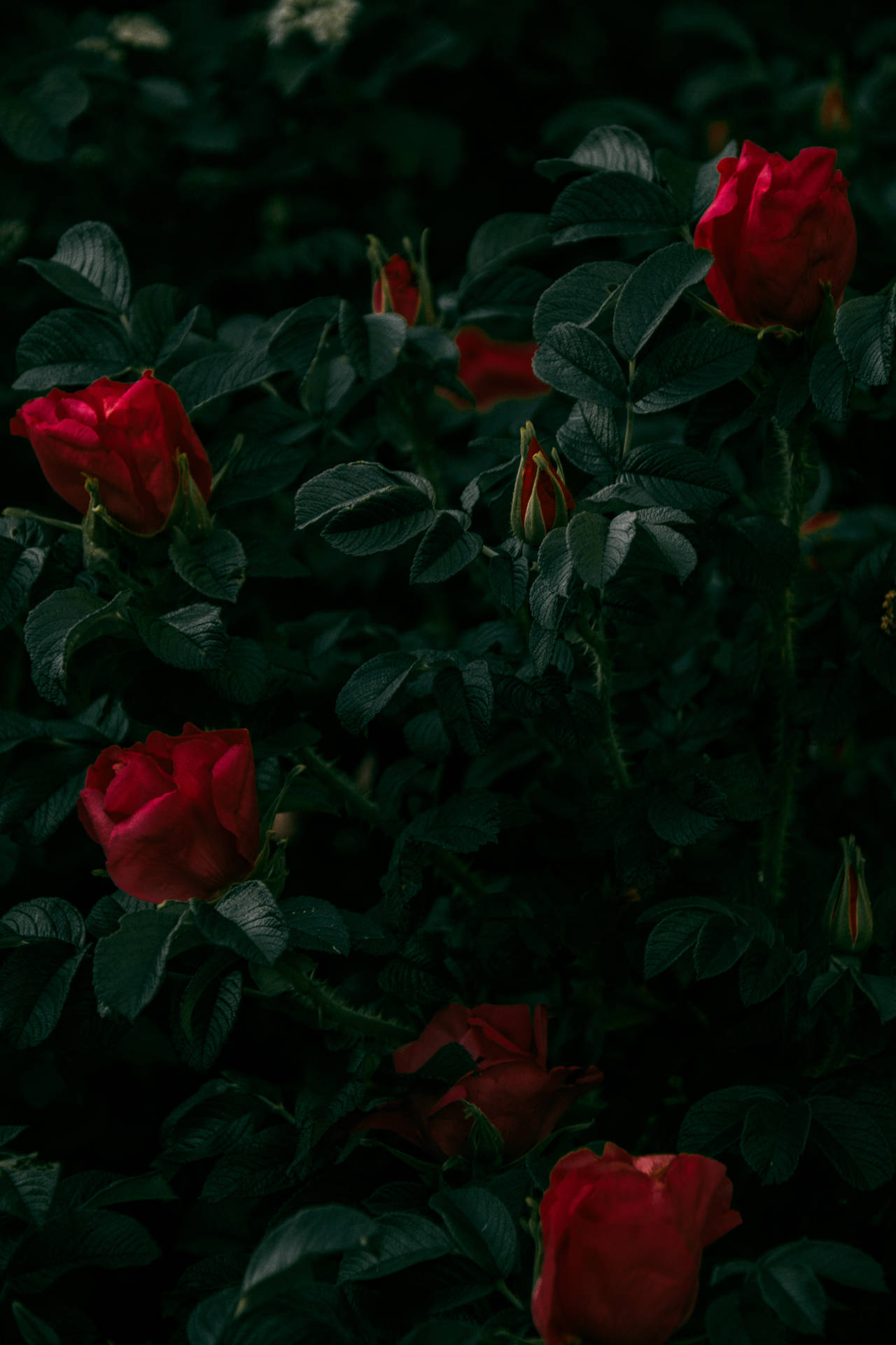 Dark Theme Red Roses Wallpaper