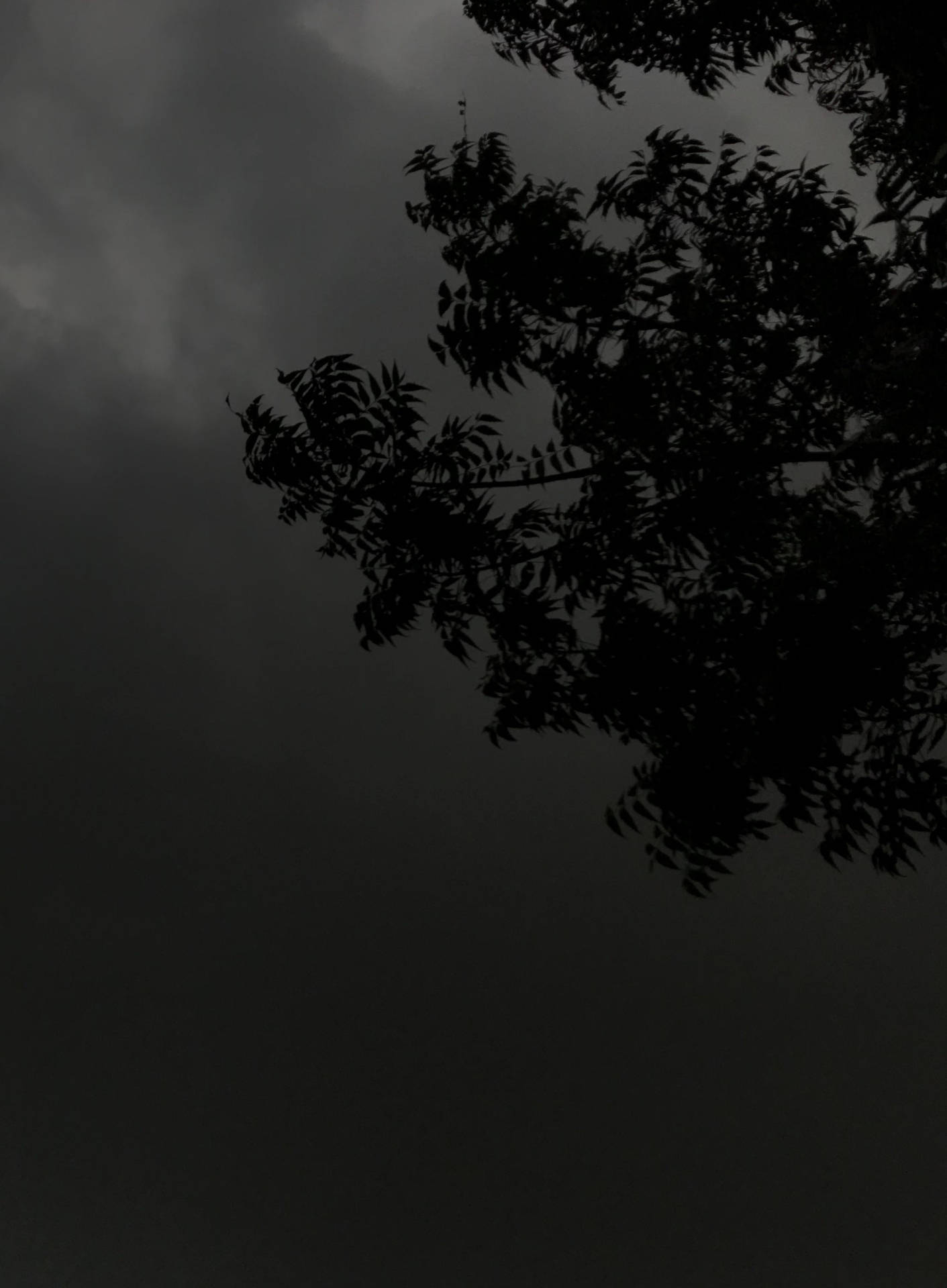 Dark Theme Tree Silhouette Cloudy Night Wallpaper
