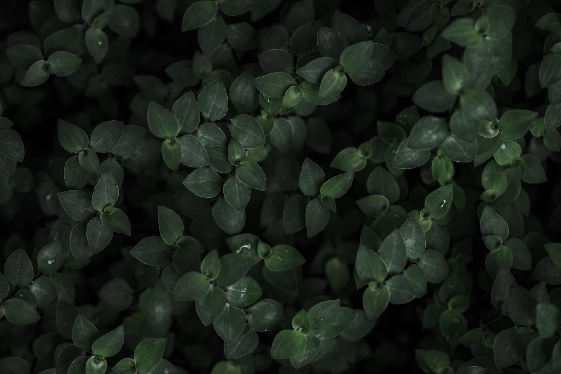 Dark Trippy Plants Wallpaper