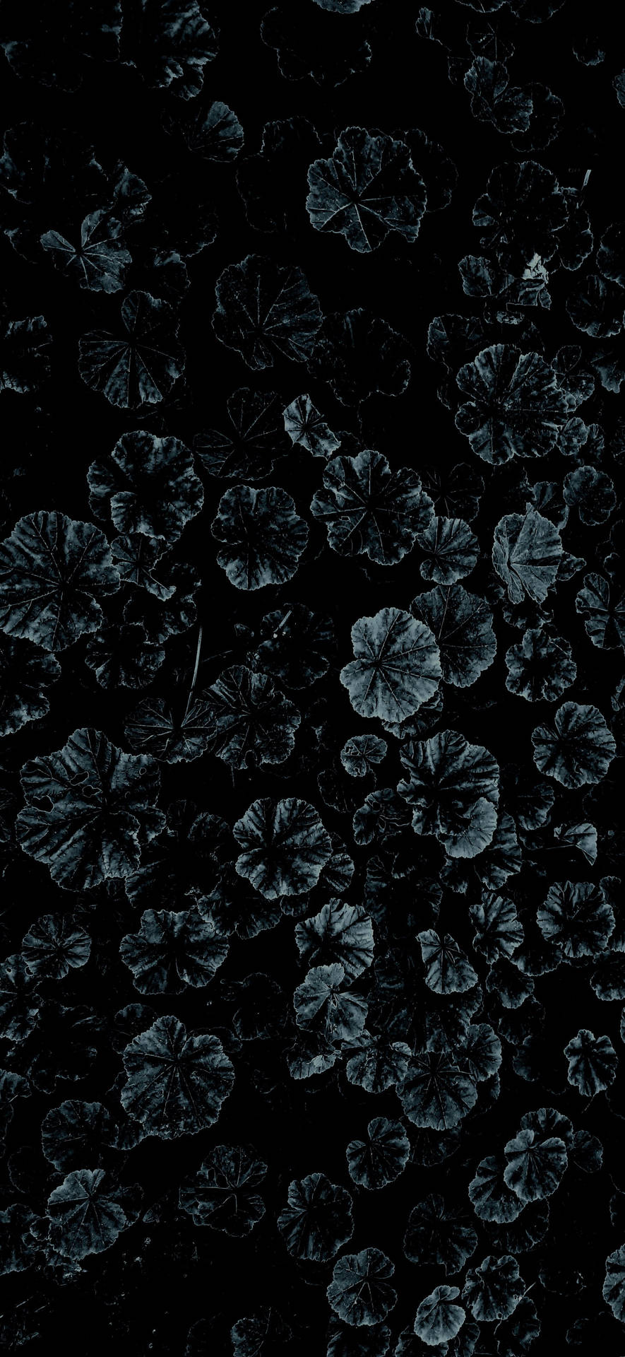 Dark Vegetation Iphone X Nature Wallpaper