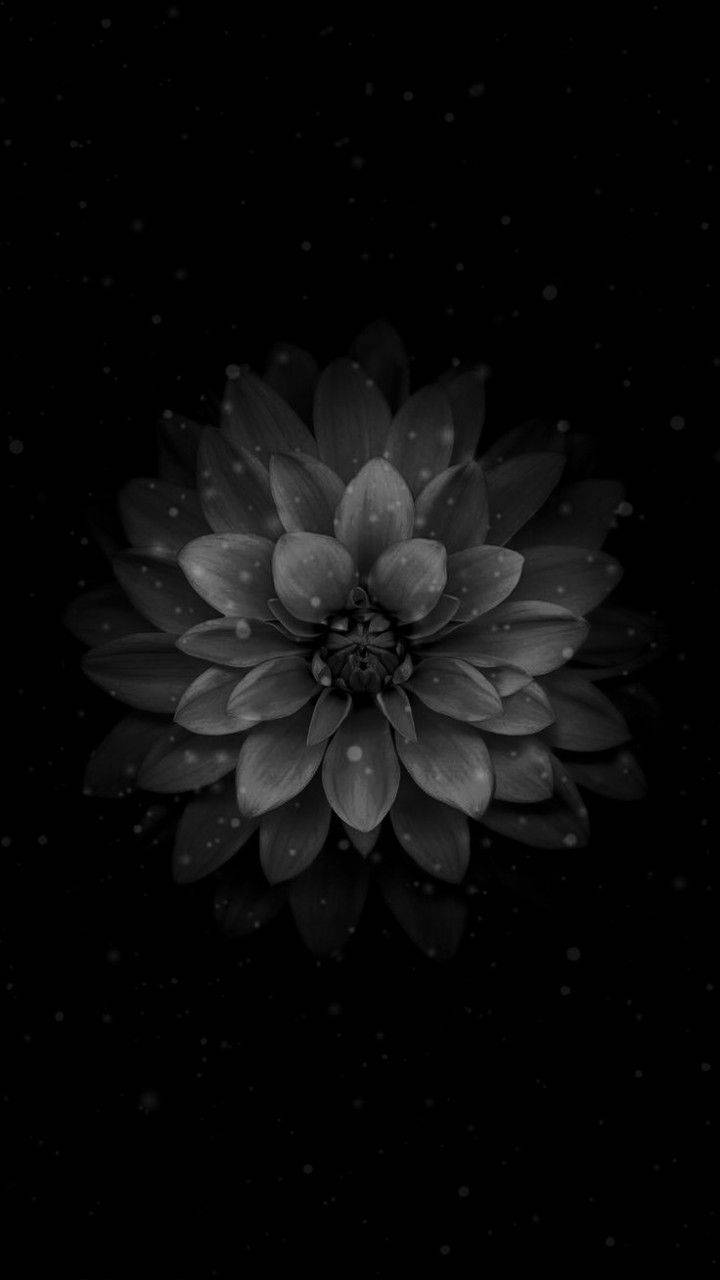 Dark Water Lily Flower Apple Wallpaper