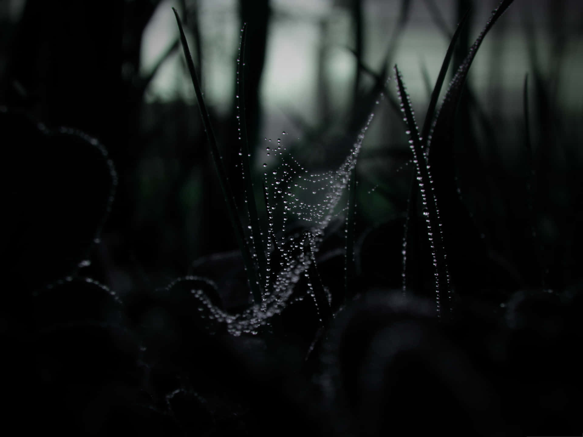 Dark Web On Silhouette Grass Picture