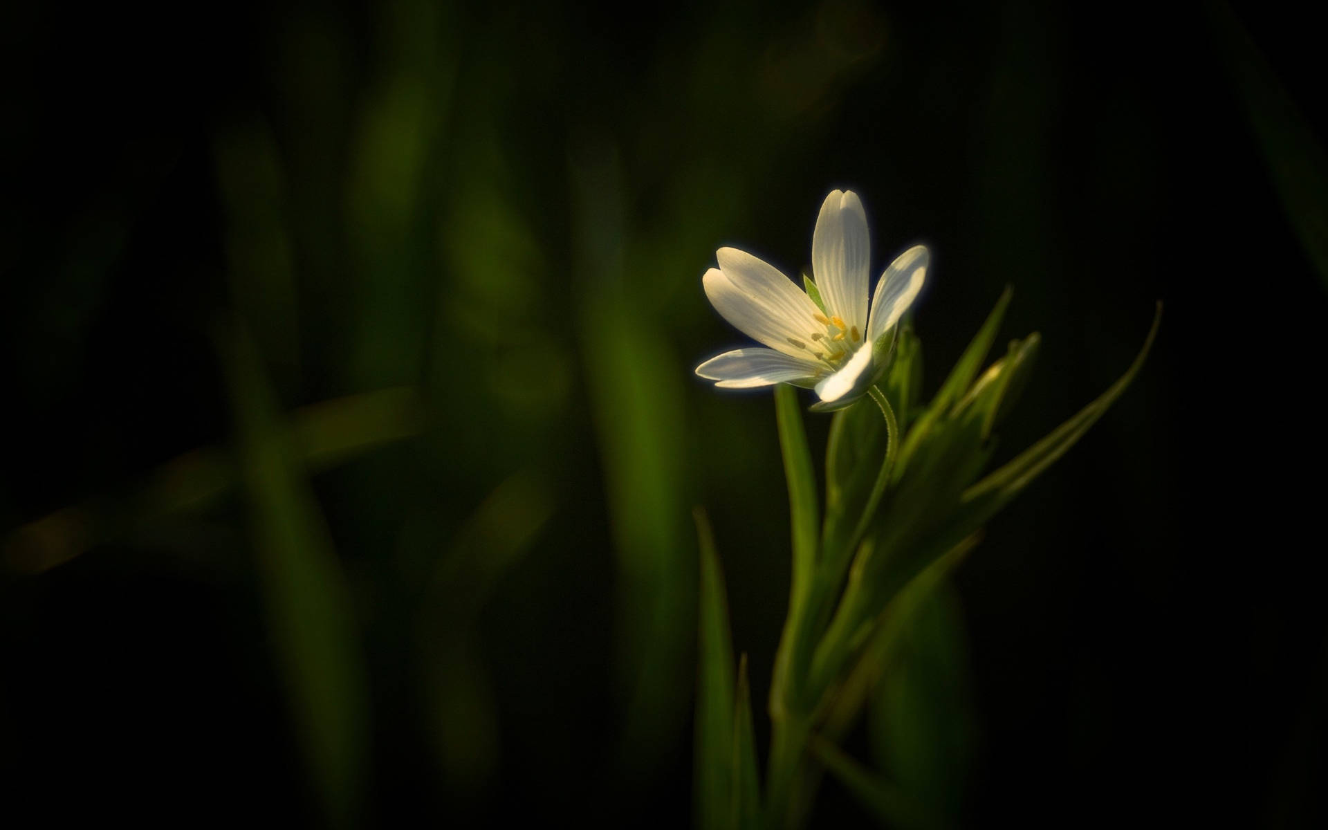 Dark White Floral Grass