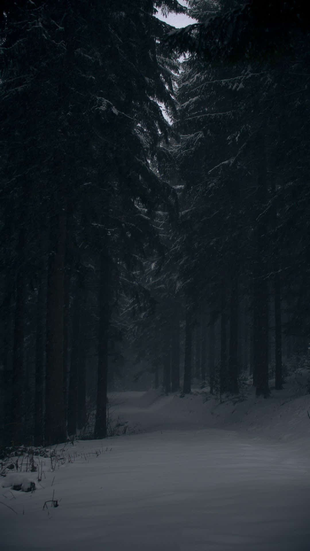 Dark Winter Forest Path.jpg Wallpaper