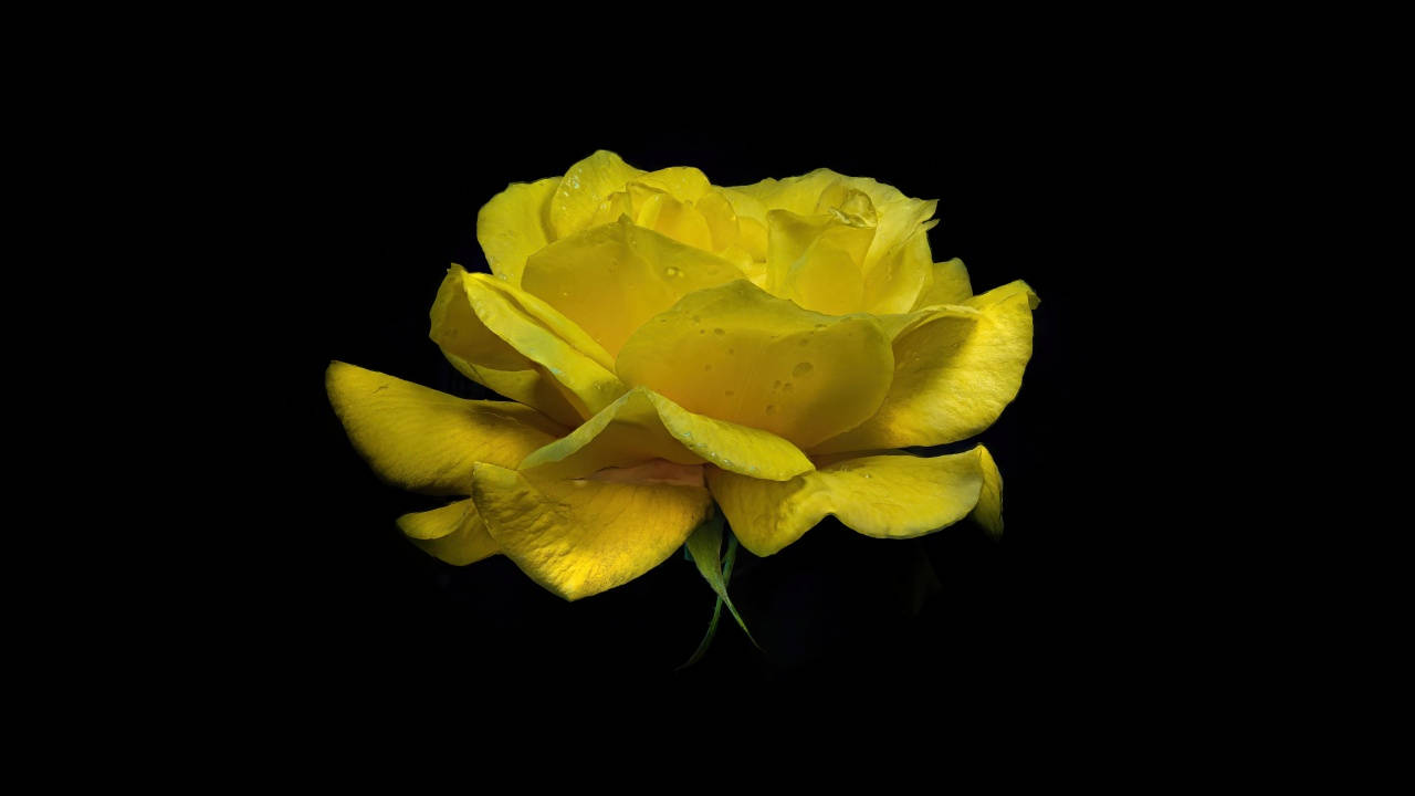 Dark Yellow Rose Pc