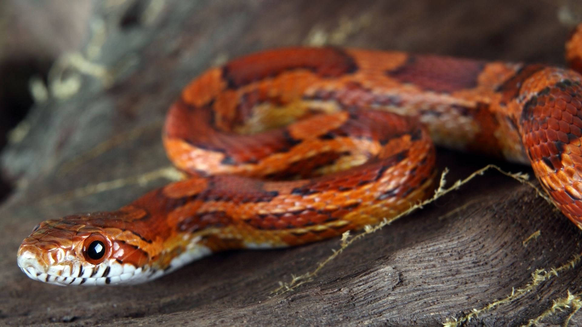 Majestic Darker-Colored Corn Snake in its Natural Habitat Wallpaper