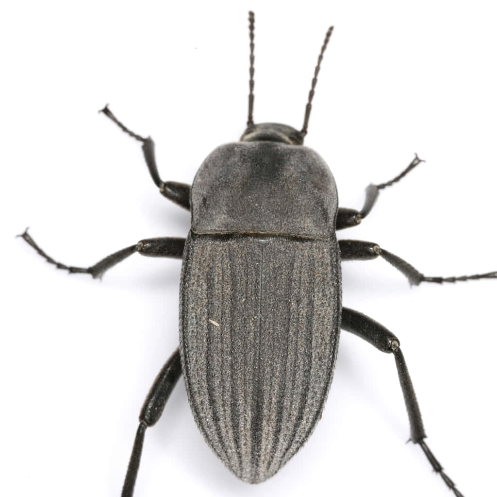 Darkling Beetle Closeup Wallpaper