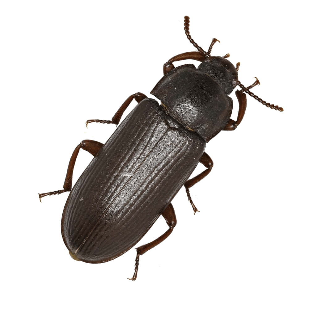 Darkling Beetle Top View Wallpaper