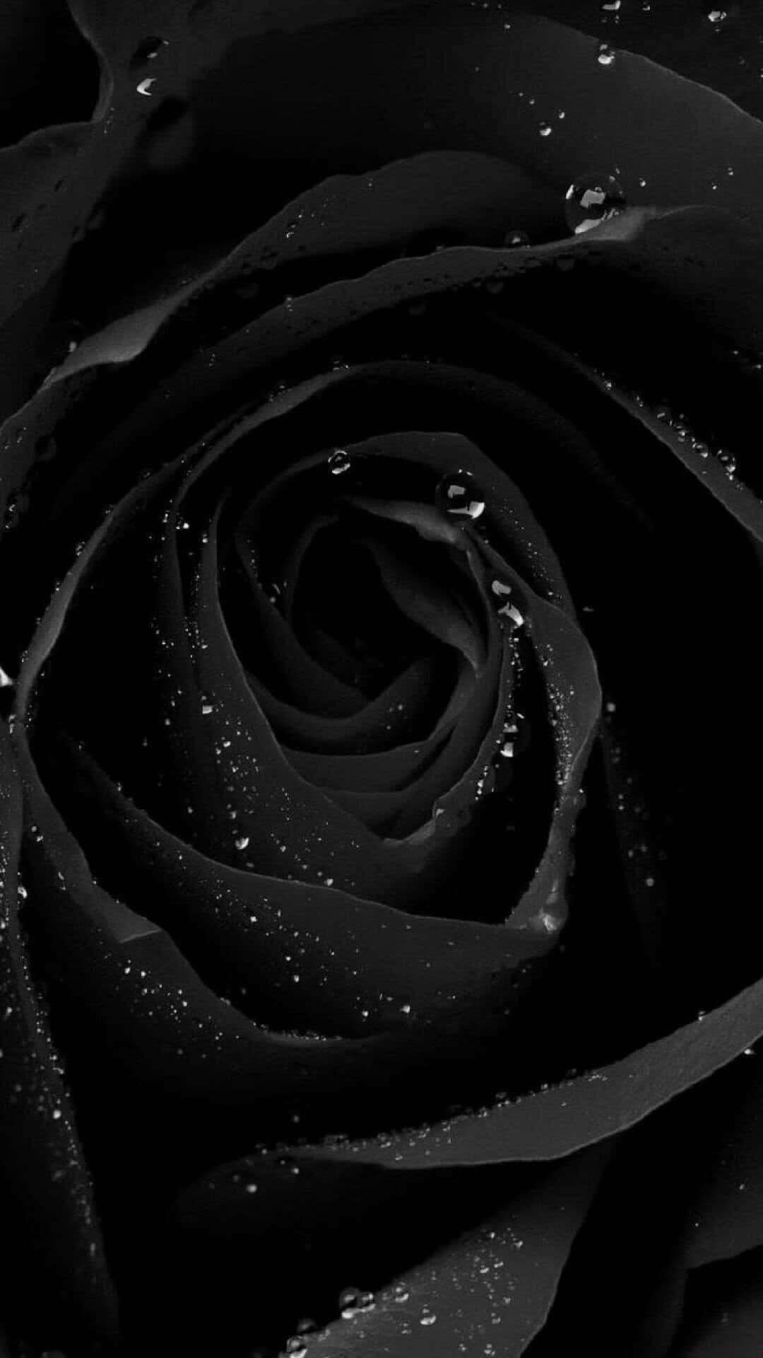 Black Rose Wallpaper Black Rose Wallpaper Black Rose Wallpaper Black Rose Wallpaper Black Rose Wallpaper Black Rose Wallpaper Black Rose Wallpaper Black Rose Wallpaper Black Rose Wallpaper Black Rose Wallpaper Black Rose Wallpaper