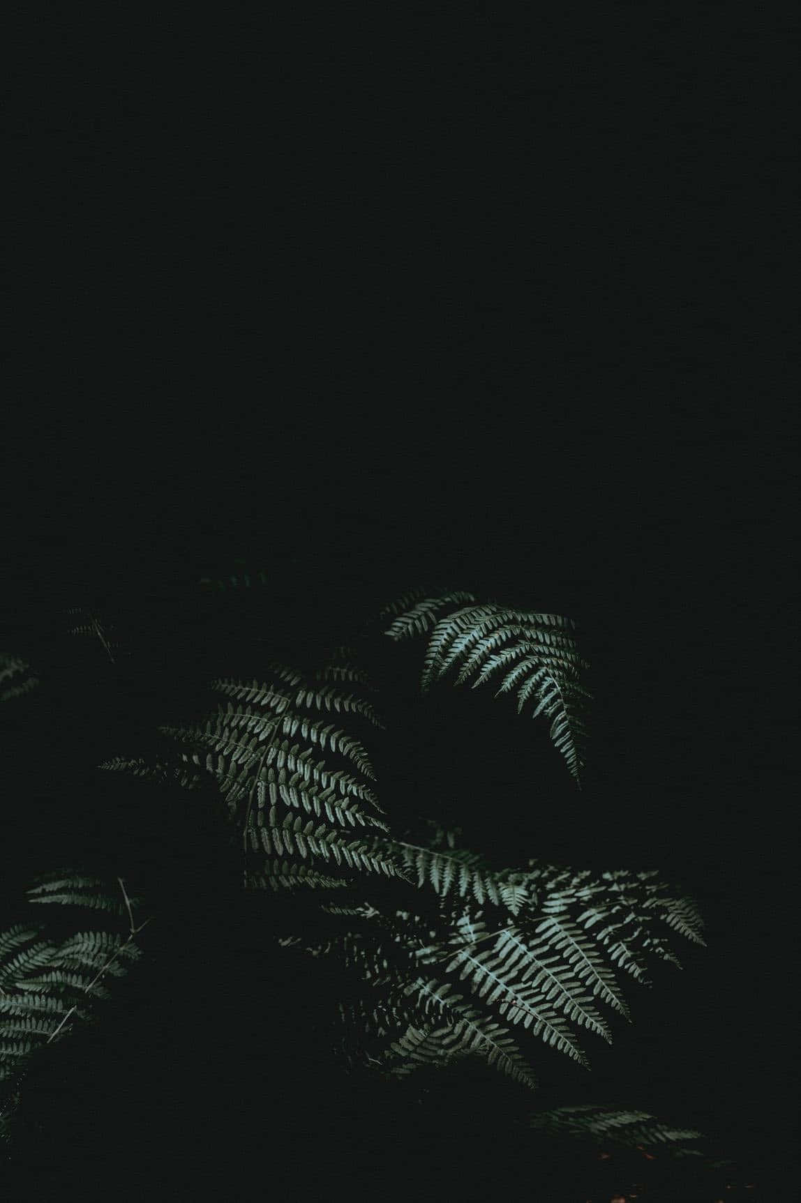 Ferns In The Dark Wallpaper