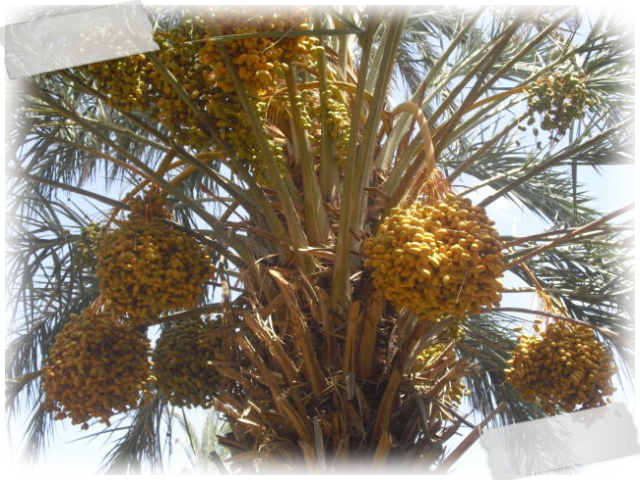 Date Palm Fruit Bunches PNG