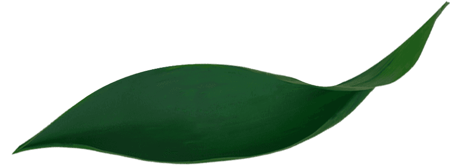 Green Leaf Single Isolated Background PNG — A single vibrant green leaf curves gracefully against a muted teal background.