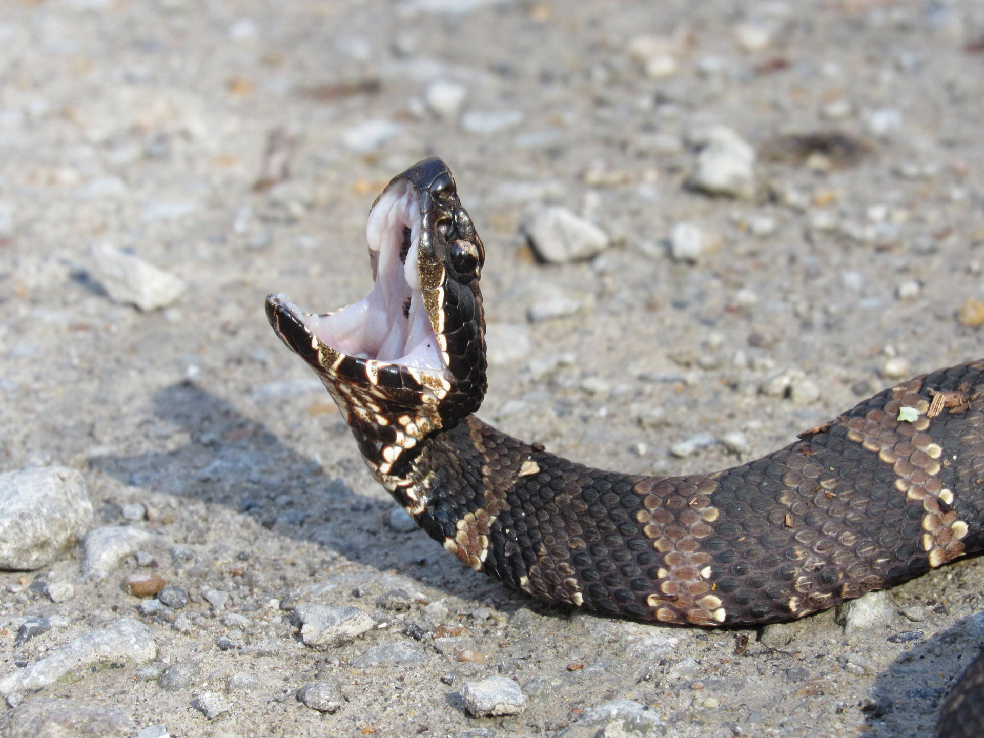 Dauntingpit Viper Cottonmouth = Cobra And Vipera Dalle Fauci Minacciose Sfondo
