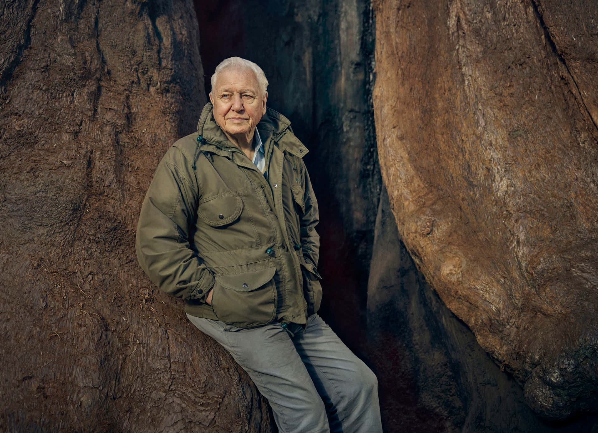 David Attenborough Wallpaper