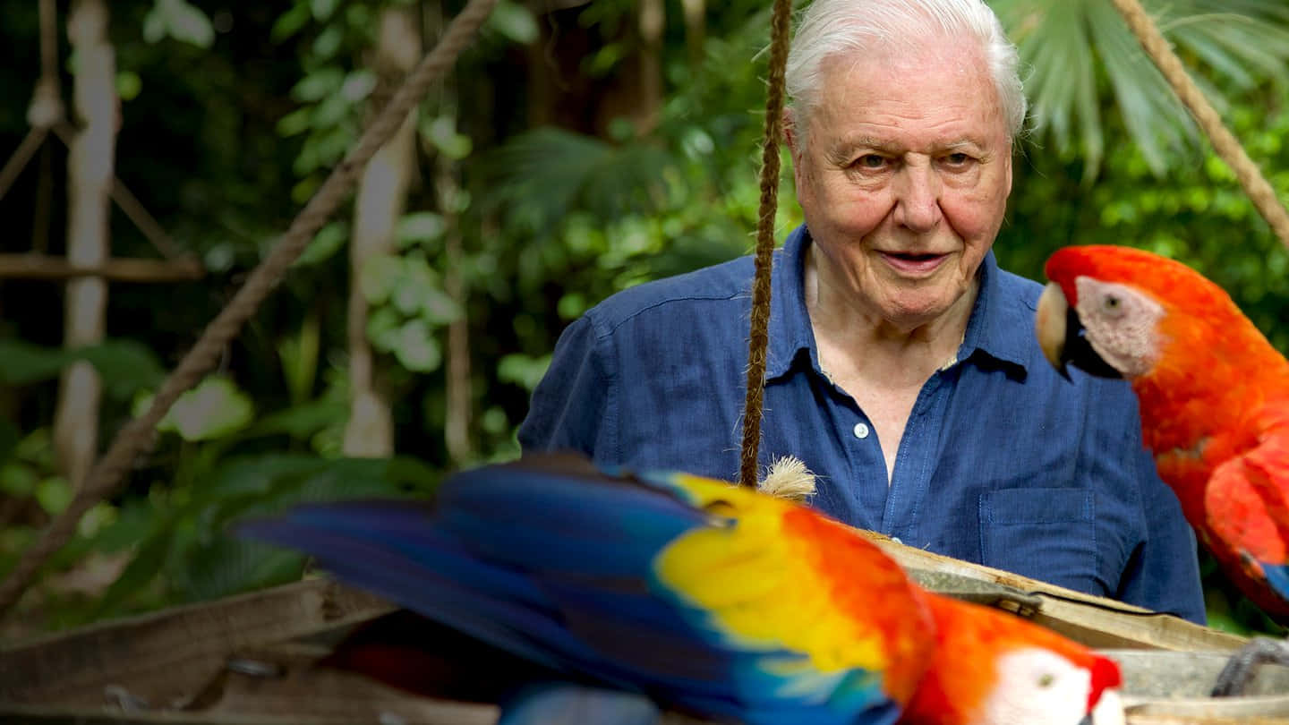 David Attenborough Wallpaper