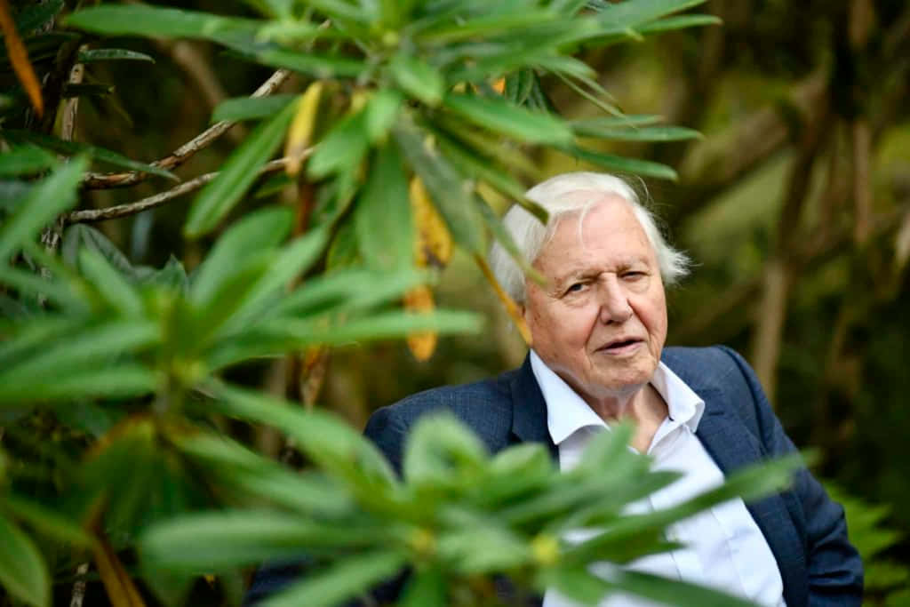 David Attenborough Wallpaper