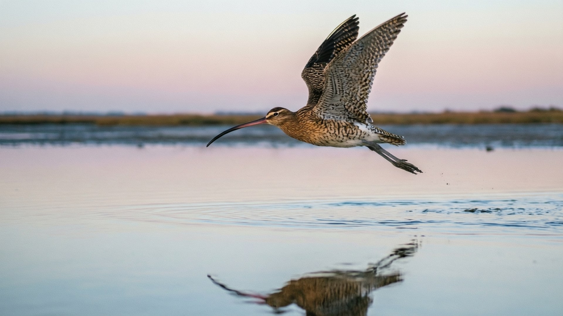 Seekor burung curlew terbang di atas muara sungai saat fajar dengan pantulan di air tenang.