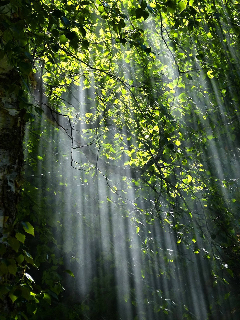 Tageslichtim Wald Wallpaper