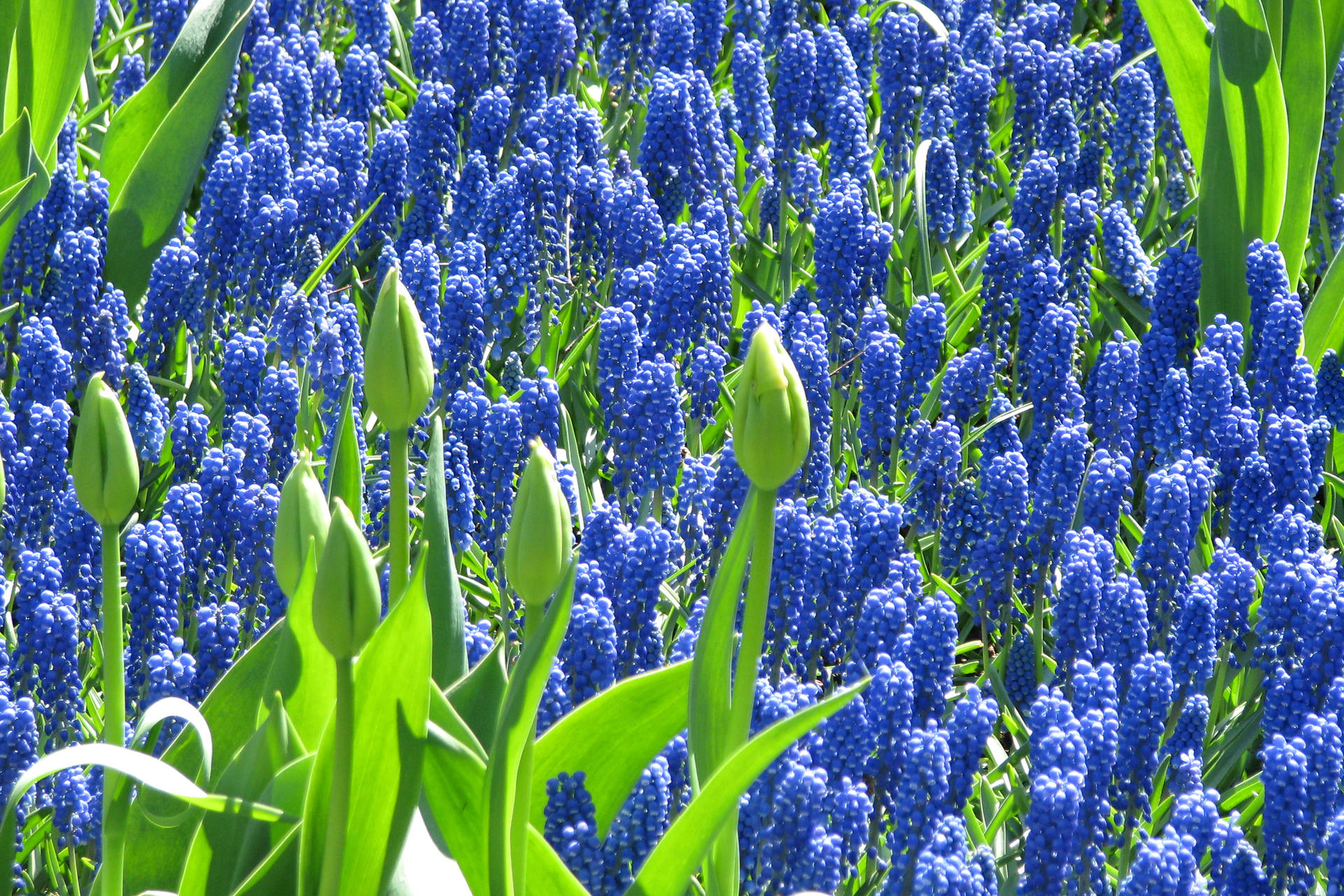 Daytime Blue Hyacinth Flowers Wallpaper