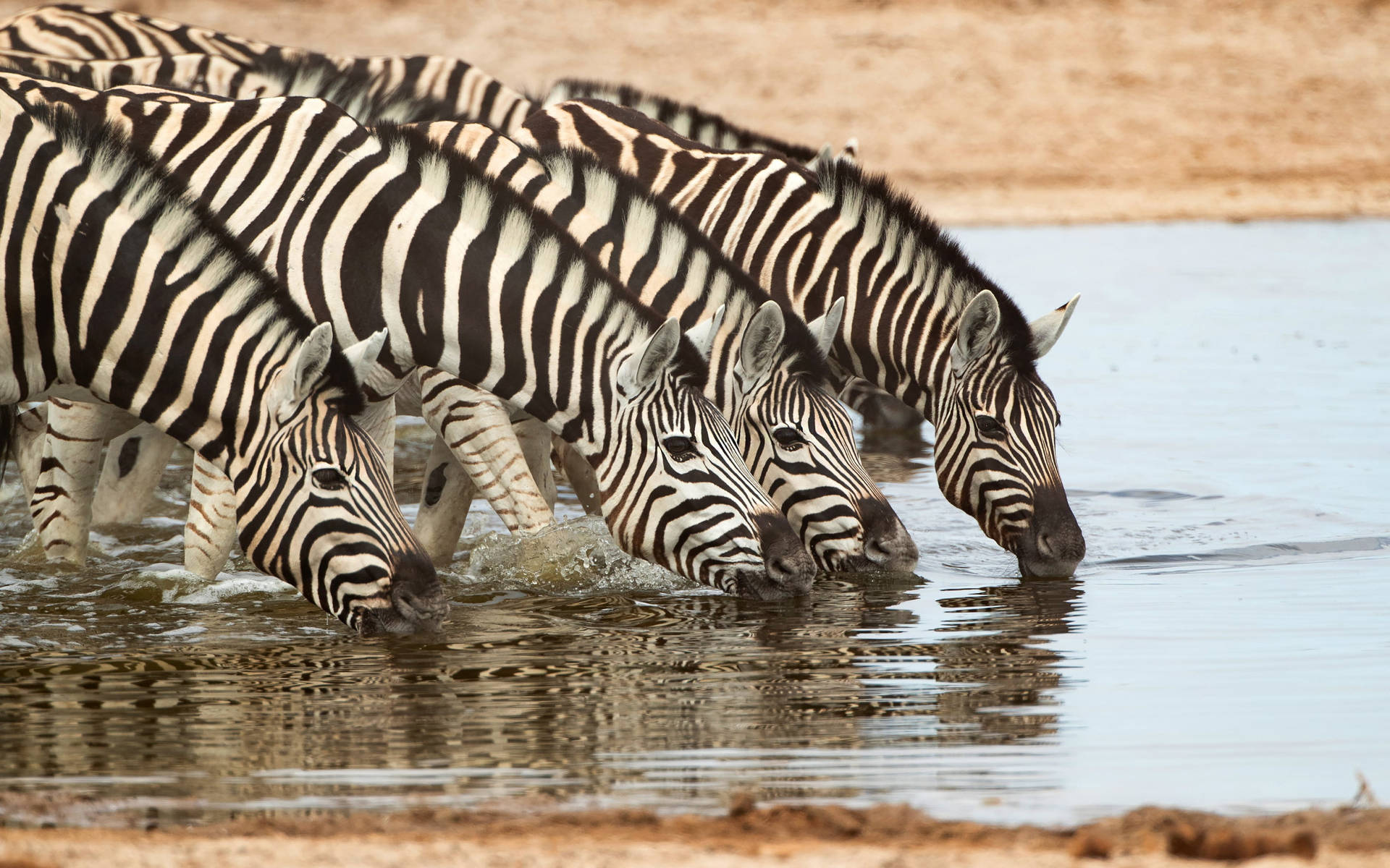 Dazzle Of Zebras Drinking Water Background