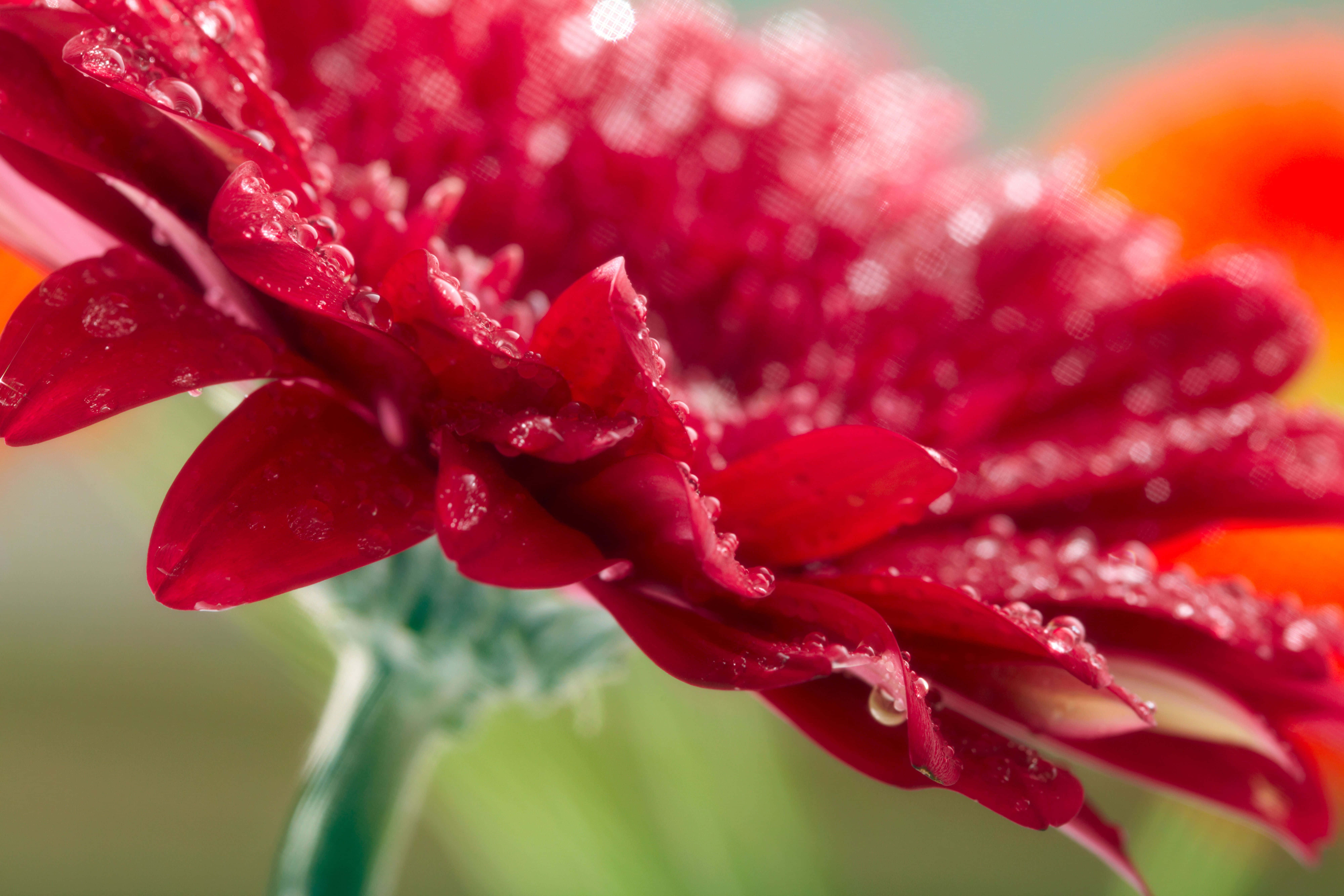 Dazzling Bloom - Close-up Shot Of A Lush Flower Wallpaper