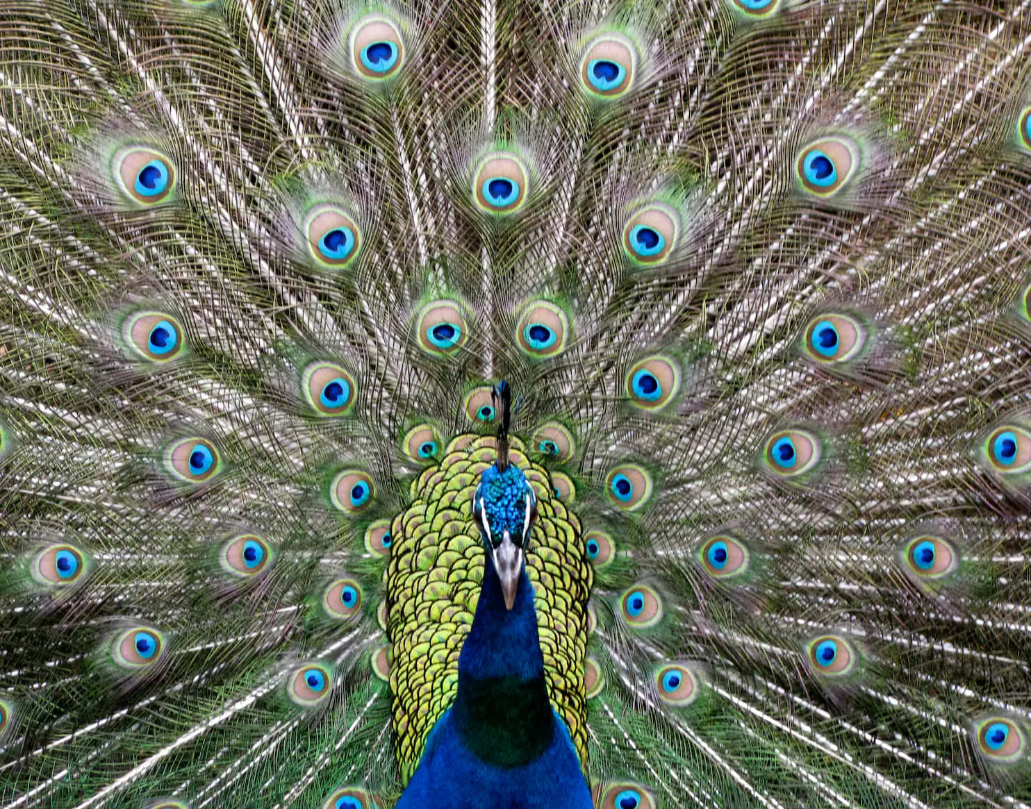 Dazzling Display Of A Majestic Peacock