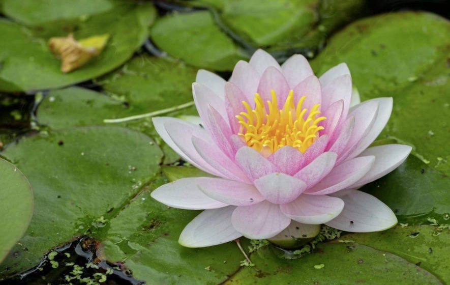 Dazzling Water Lily Blooming In Serene Pond Wallpaper