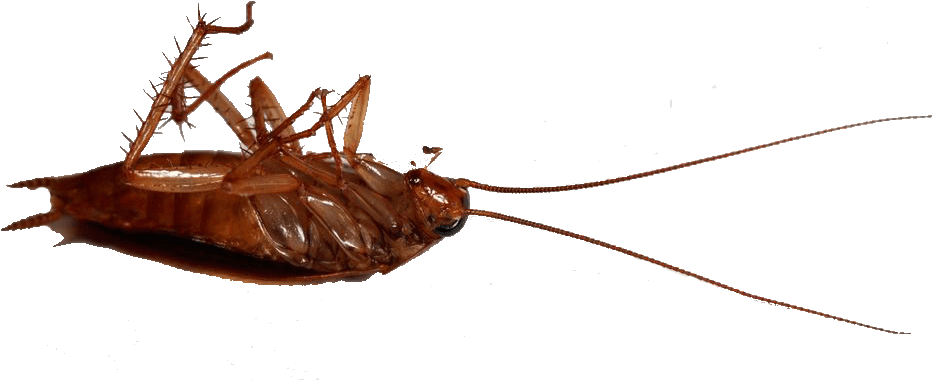 Dead Cockroachon Back PNG