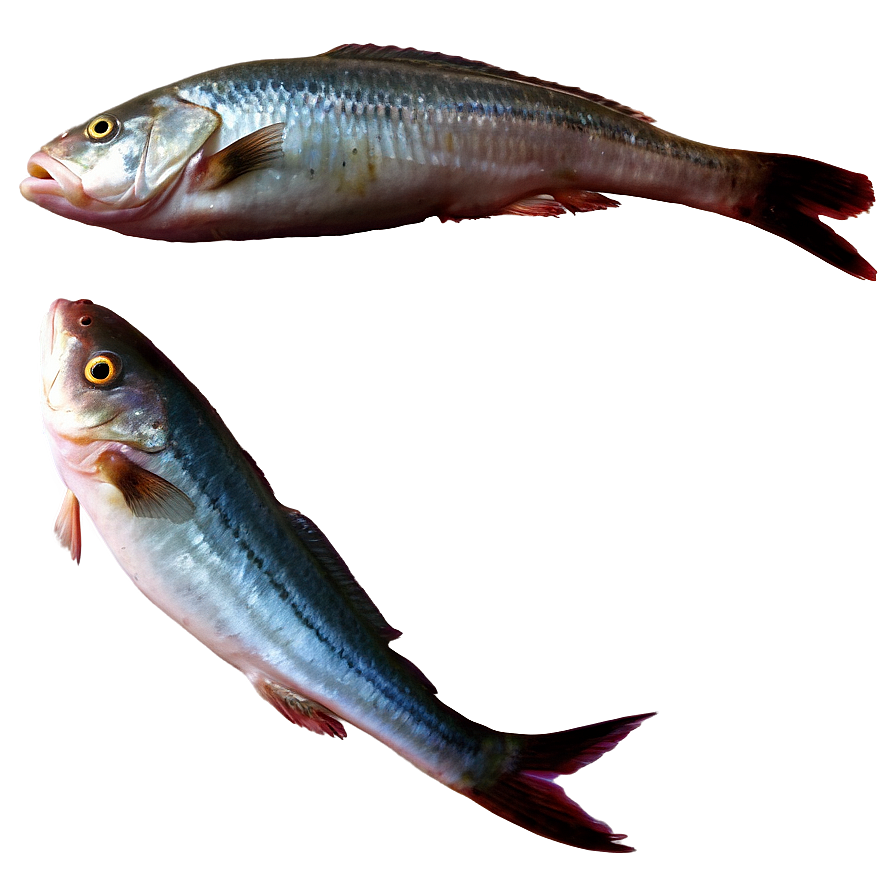 Dead Fish A PNG