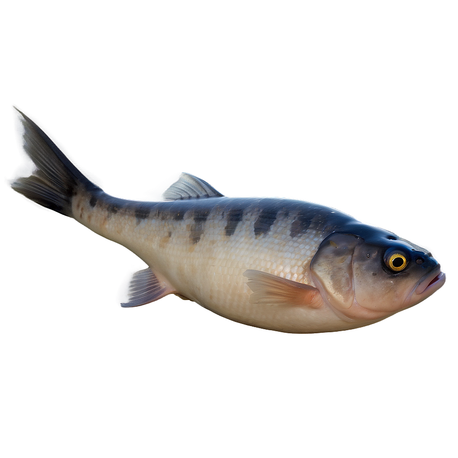 Dead Fish Dead Sea Png Ifi22 PNG