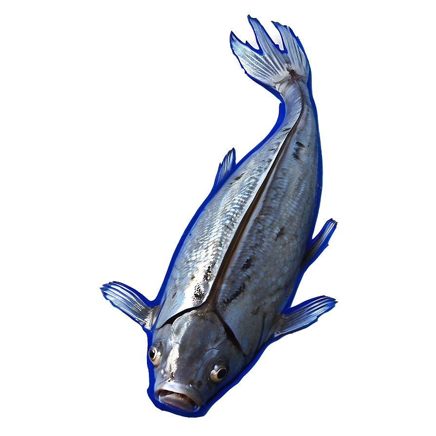 Dead Fish Due To Oil Spill Png Jdi72 PNG