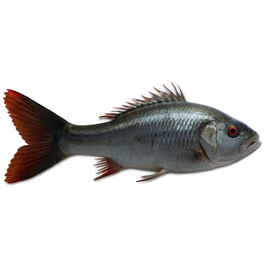 Dead Fish Environmental Issue Png 58 PNG