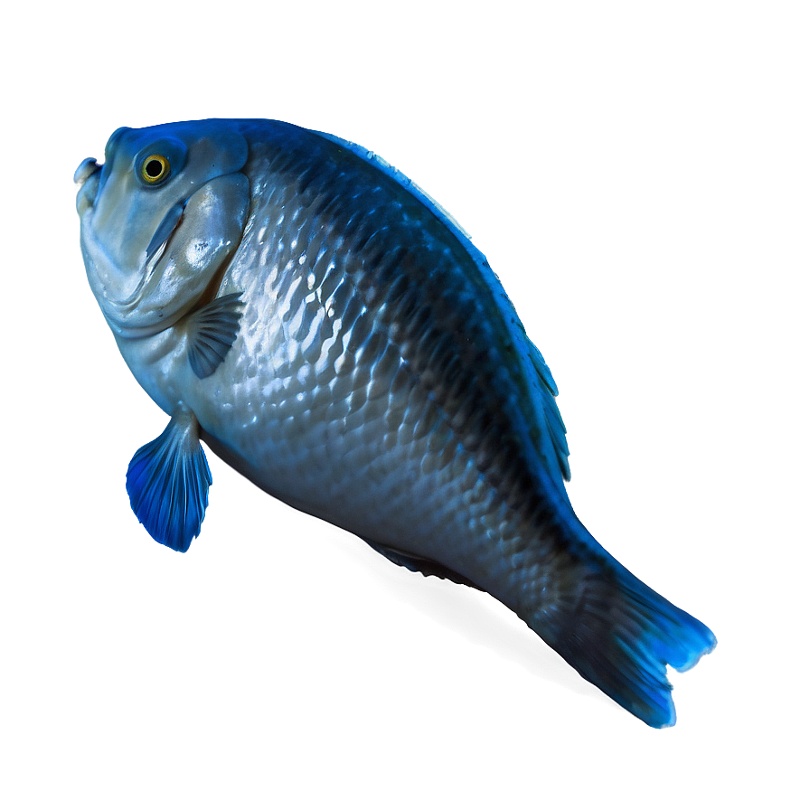 Dead Fish Environmental Issue Png Way11 PNG