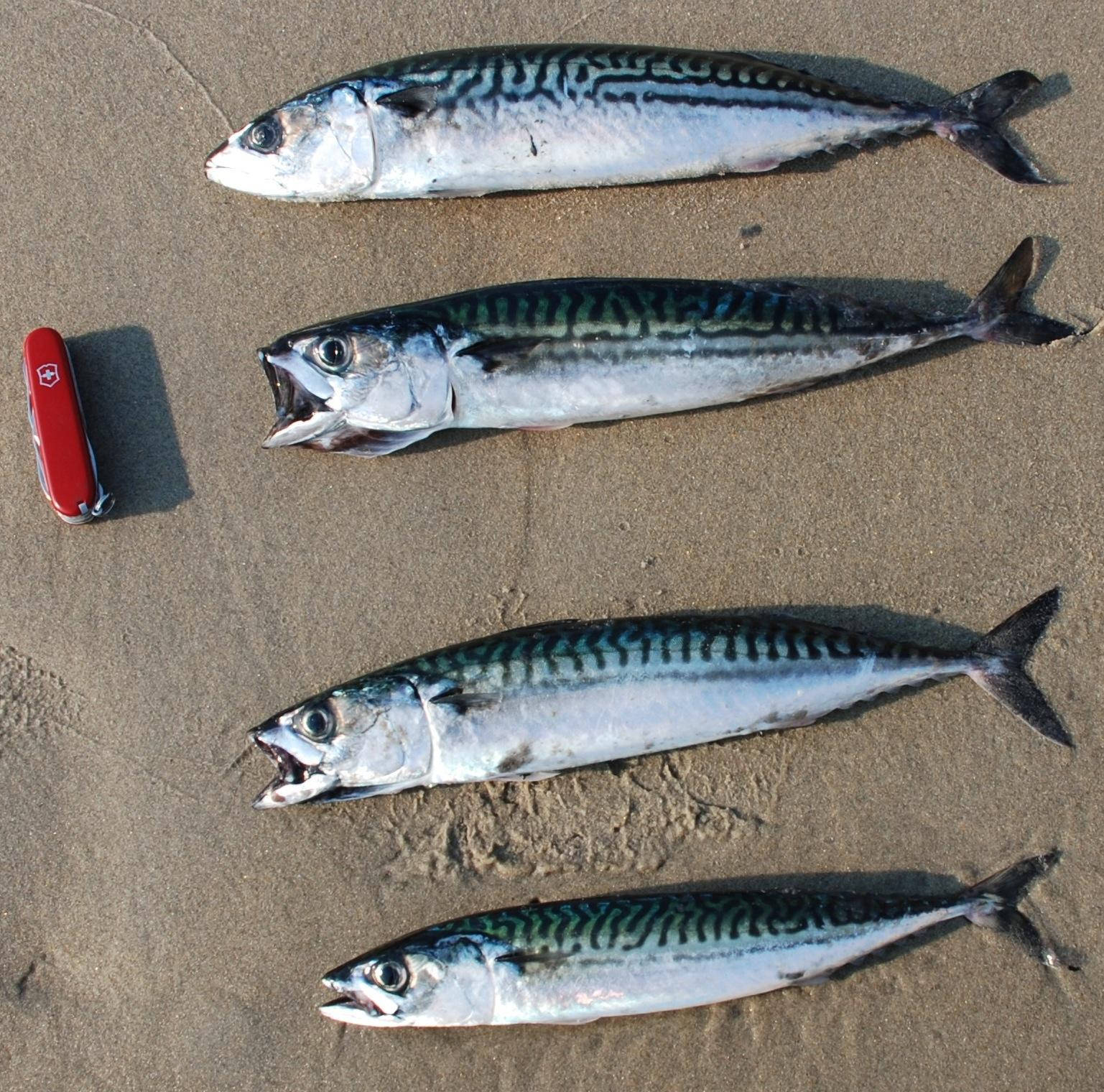 Døde makreller fisk på sand streger tapet Wallpaper