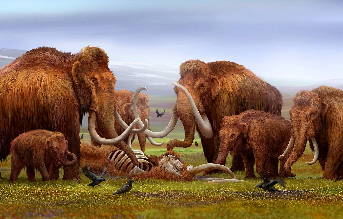 Dead Mammoth In A Field Wallpaper
