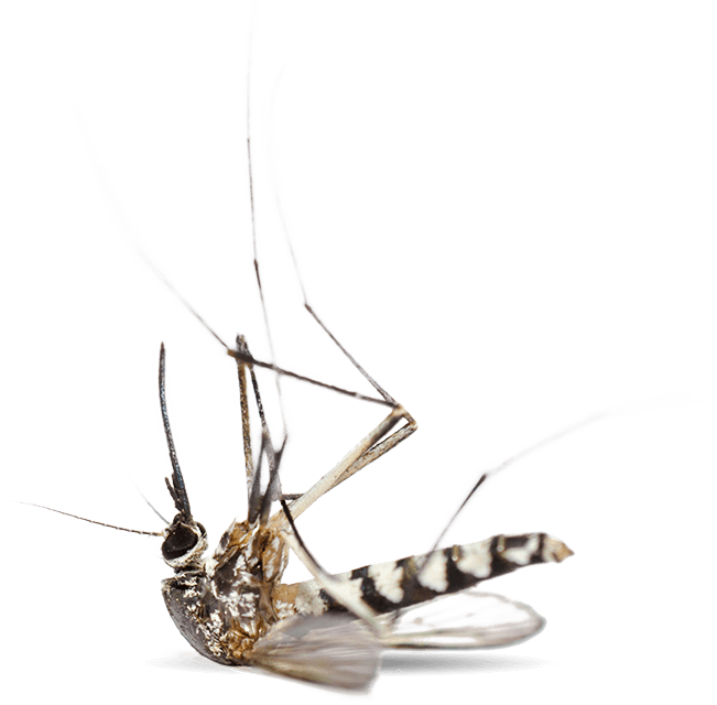 Dead Mosquito Transparent Background PNG