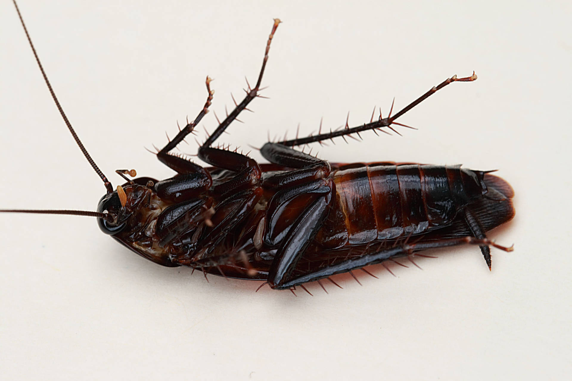 Dead Oriental Black Cockroach Wallpaper