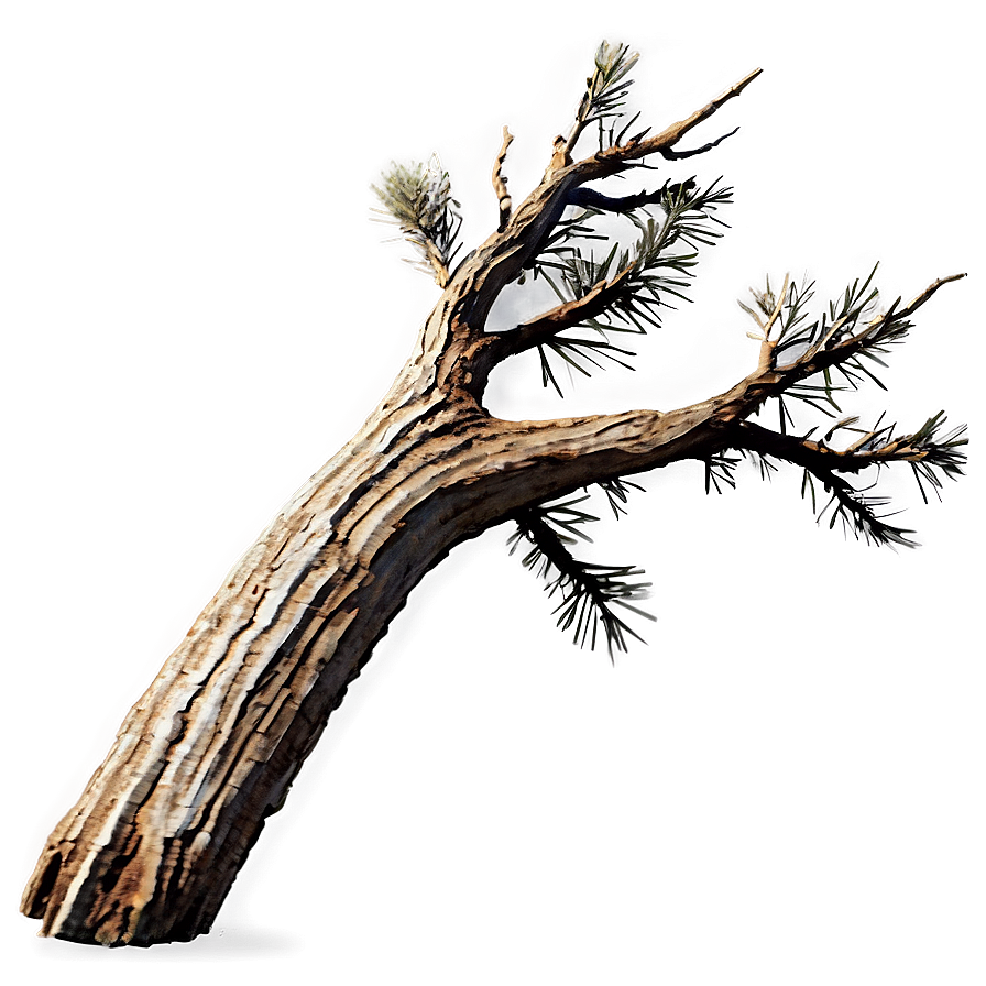 Dead Pine Tree Png 05252024 PNG