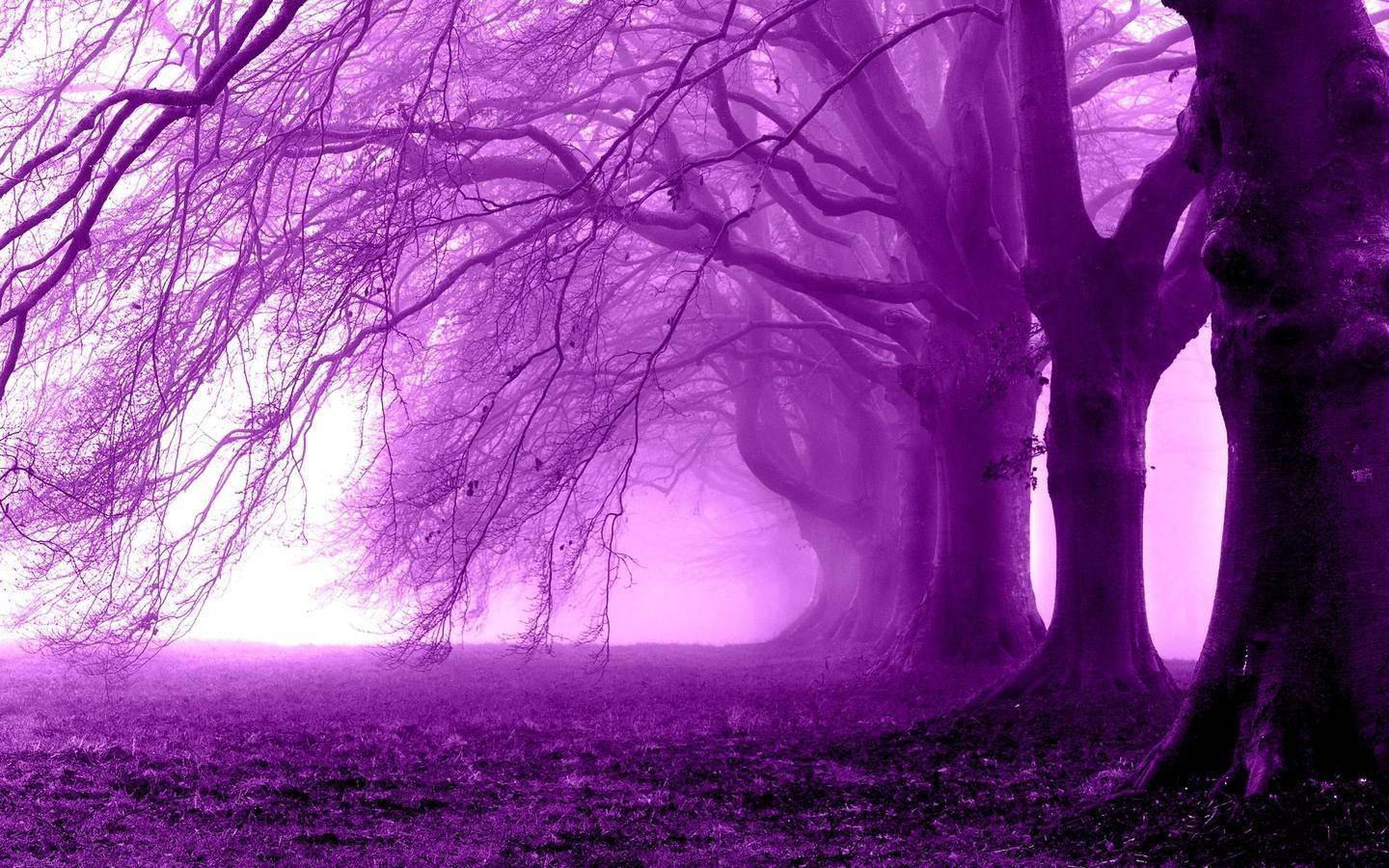 Dead Purple Trees In The Forest Wallpaper