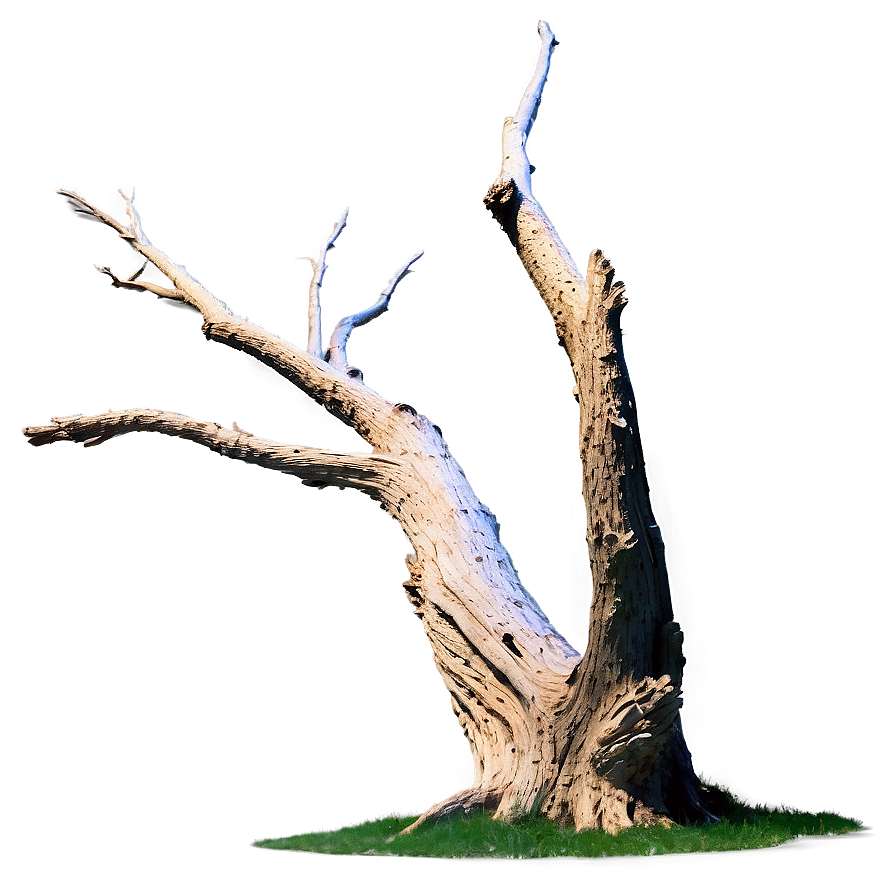 Dead Tree In Landscape Png 05252024 PNG