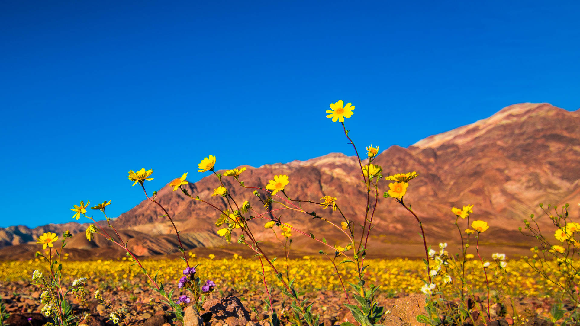 Death Valley Yellow Flowers skaber et sofistikeret udseende. Wallpaper