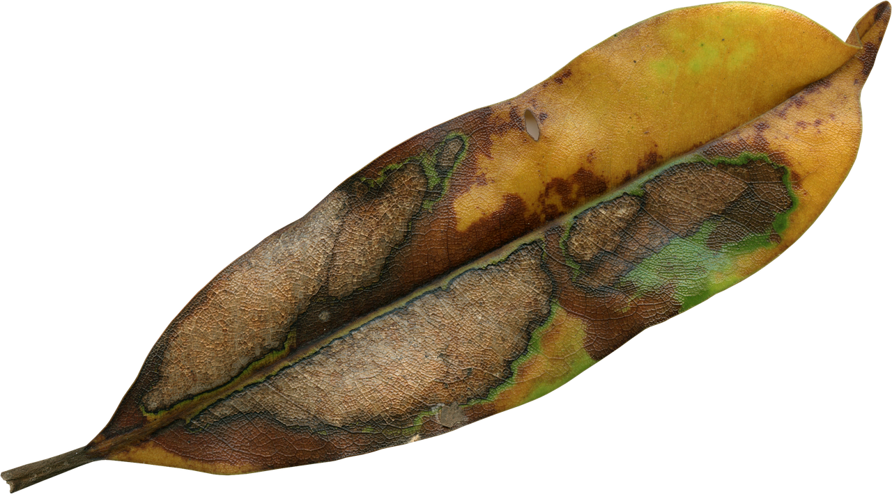 Decaying Magnolia Leaf PNG