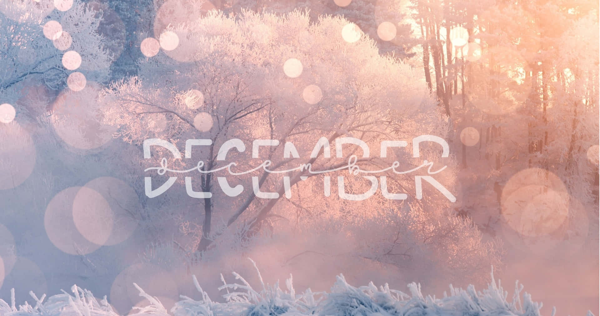 December Frosty Forest Bokeh Background Wallpaper