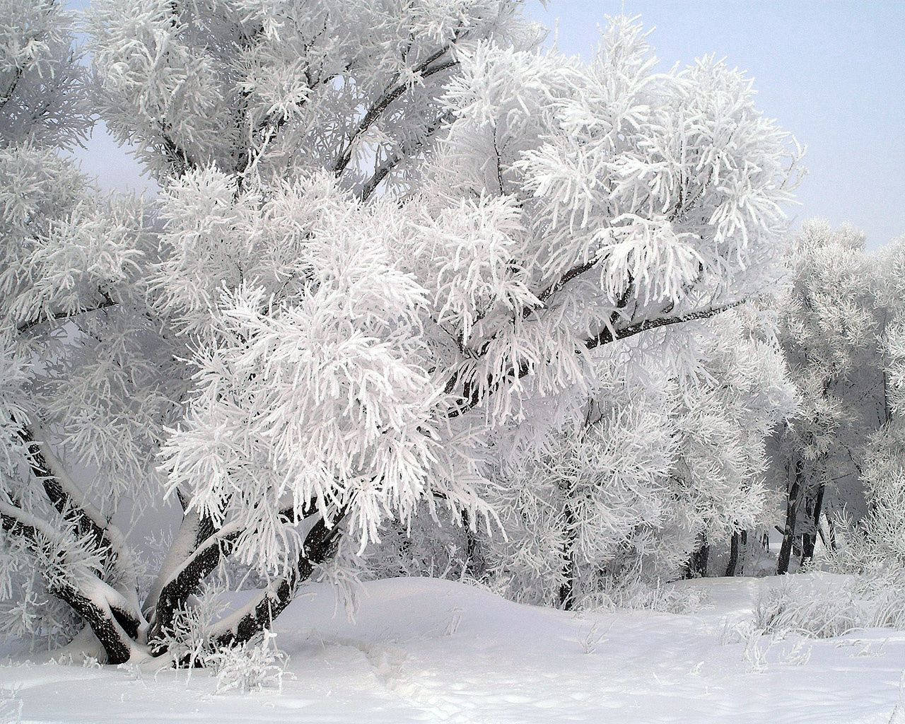 December Snow Trees Wallpaper