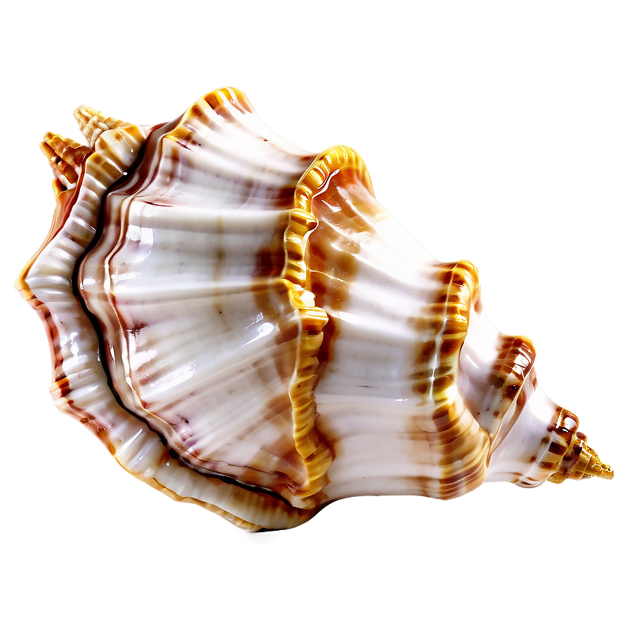 Decorative Conch Shell Png Mgd42 PNG