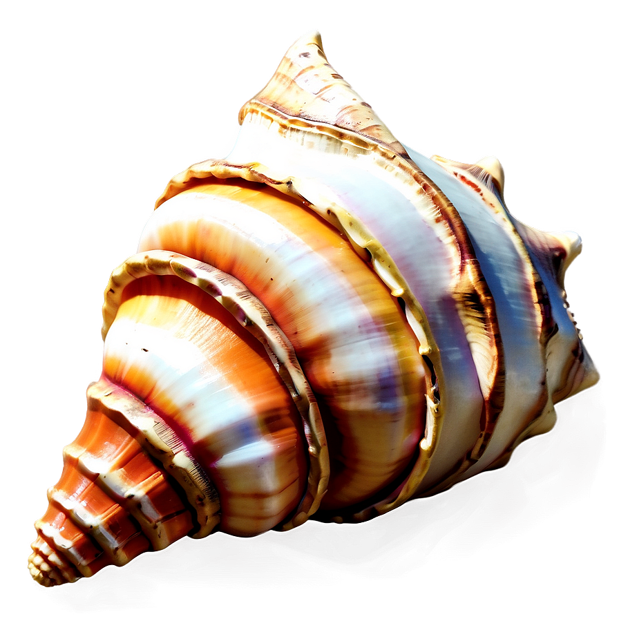 Decorative Conch Shell Png Mgt PNG