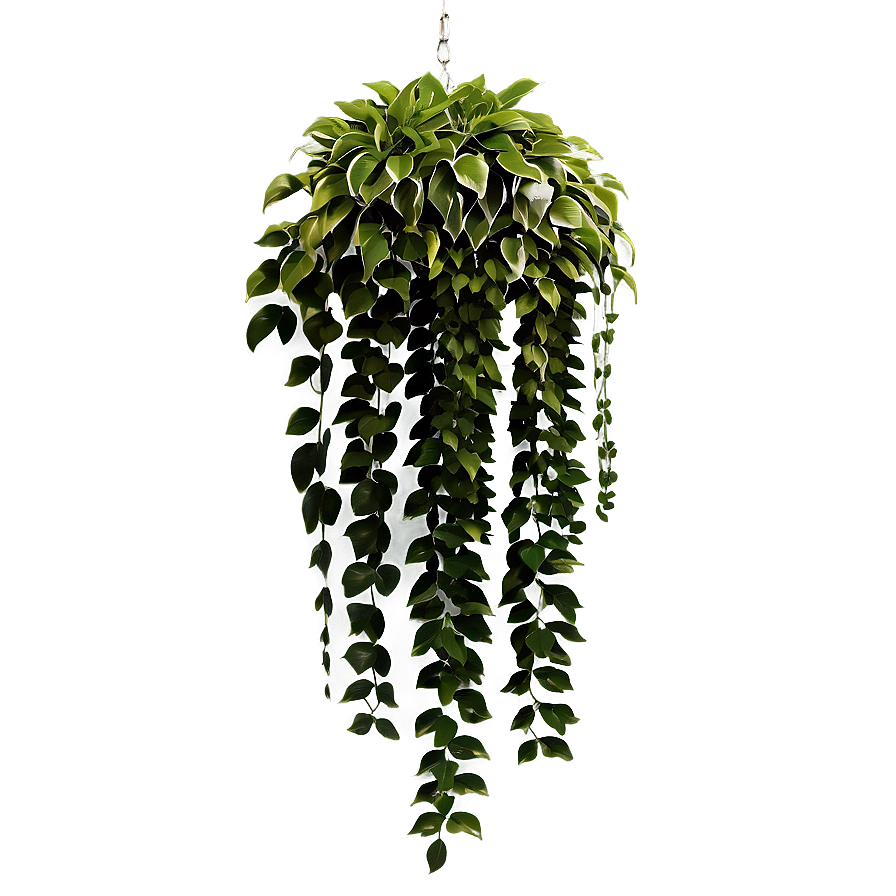 Decorative Hanging Plant Png 05252024 PNG