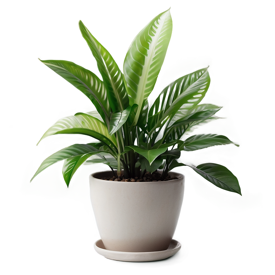 Download Decorative Indoor Plant Png Kxl | Wallpapers.com