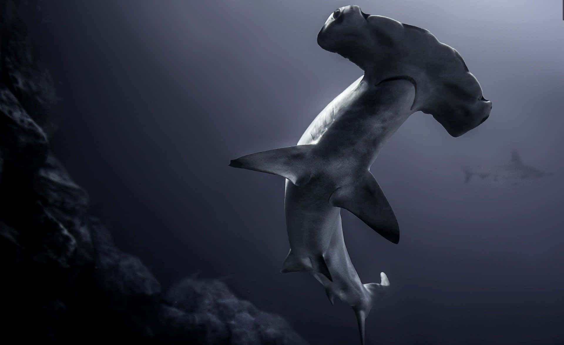 Tiburónmartillo Azul Profundo Negro. Fondo de pantalla
